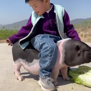 Lovely pig