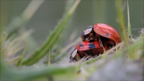 Ladybugs Making Loves