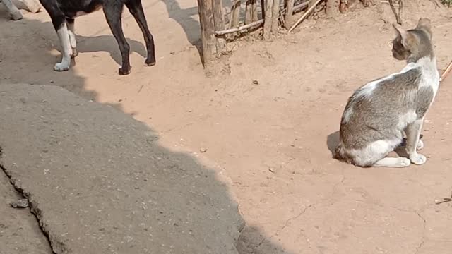 dog and cat looking at each other, ready to rumble
