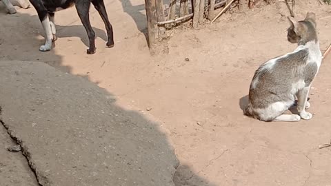 dog and cat looking at each other, ready to rumble