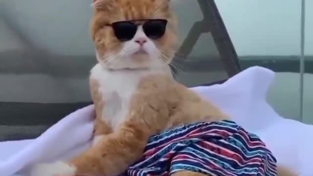 Cat wearing goggle