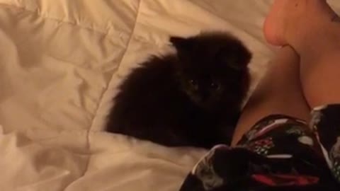 Small black kitten pounces owner on bed