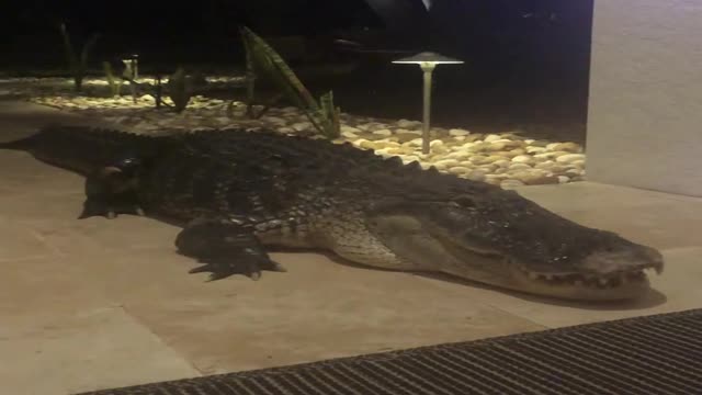 Massive Gator Spotted Outside Sarasota Home