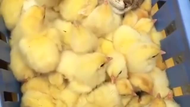 cat bathing in chicks