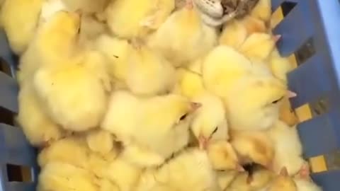 cat bathing in chicks