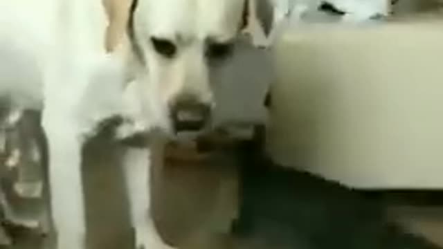 Funny animals you don't want to miss🔥🤣😂