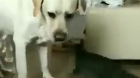 Funny animals you don't want to miss🔥🤣😂