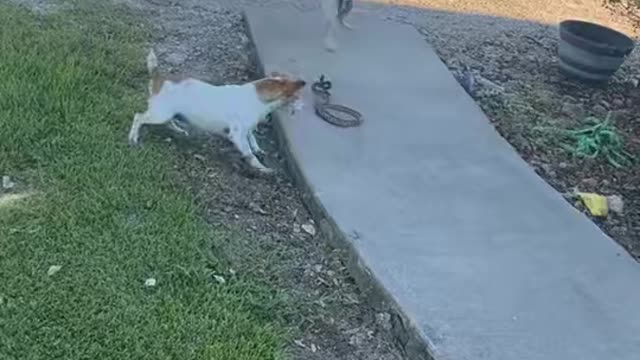 Courageous dogs go after snake