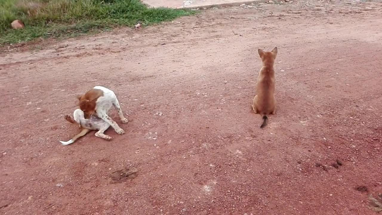 Os cachorros mais arterio do Brasil