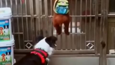 funny dogs funny dogs 🐶🐶🐶😂😂