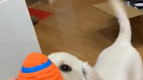 Funny animals videos 😹😹😻😺#funnyanimals#funnycats
