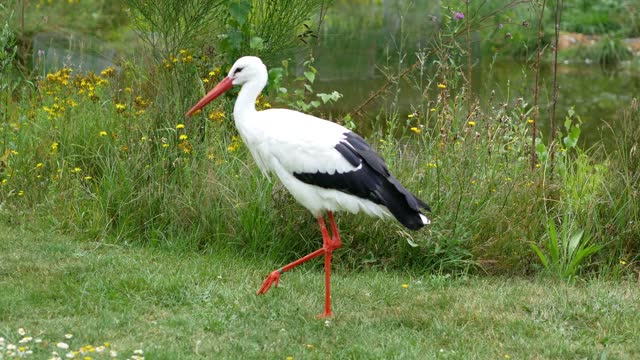 White stork 1