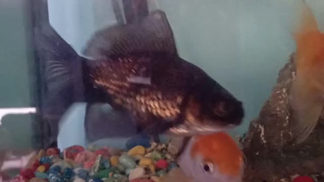 keep koi goldfish from small