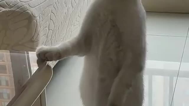 Funny Cat Videos