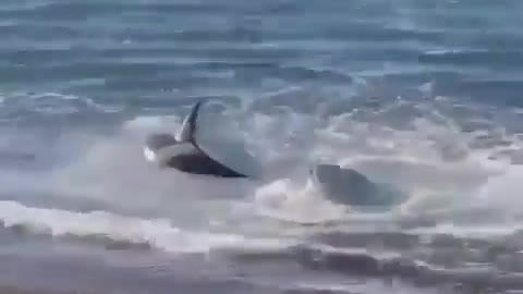 Killer Orca brutally attacking on a beach