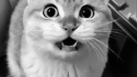 Beautiful cat asking food 😍