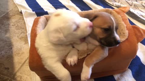 Cute puppies in bed.