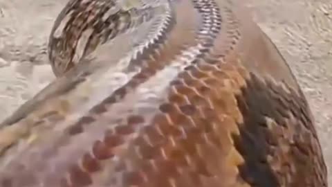 snake
