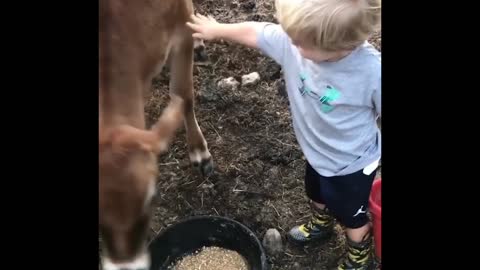 Baby give the food cow baby