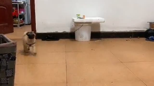 It’s said that dogs will be attracted to this sound. Come and try your dog
