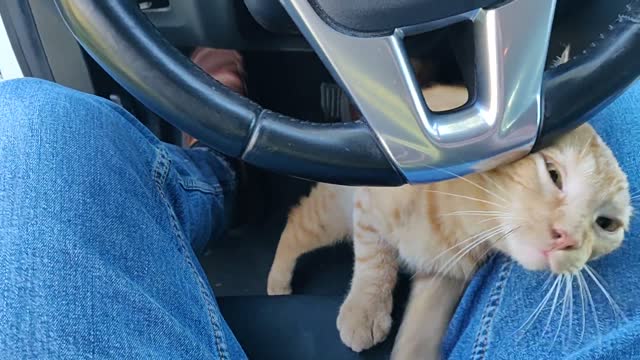 Cat enters stranger’s car and simply refuses to leave.