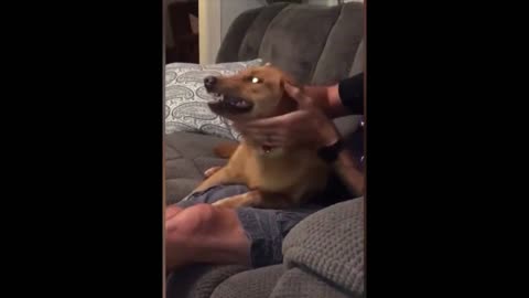 try not to smile with these pet videos