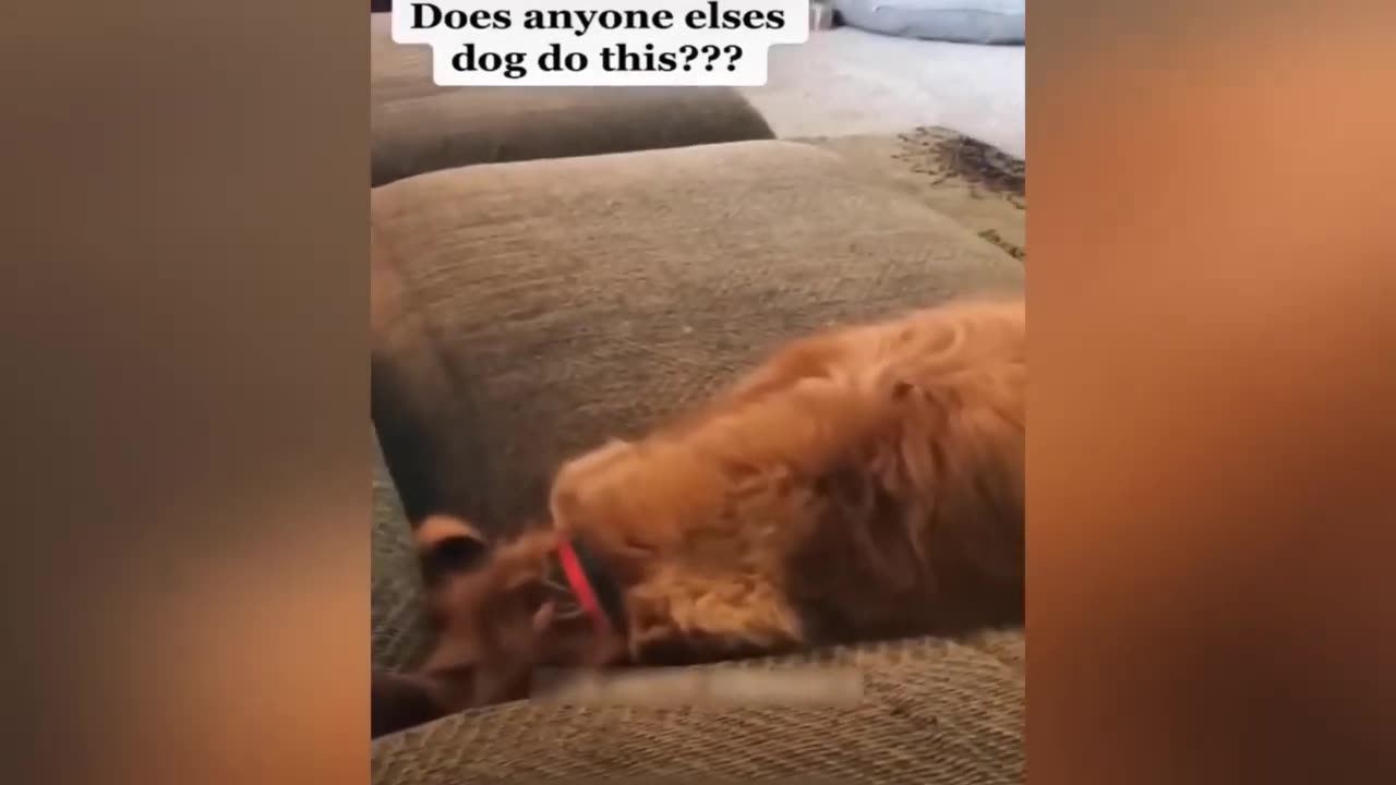 Funny movements of Animal Videos 2023 -Funniest Dogs and Cats