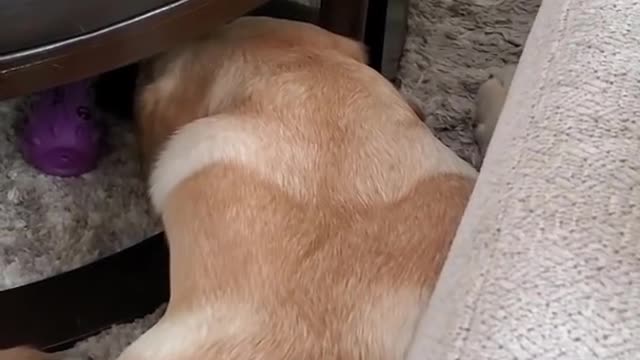 Dog Hates it when disturbed during sleep