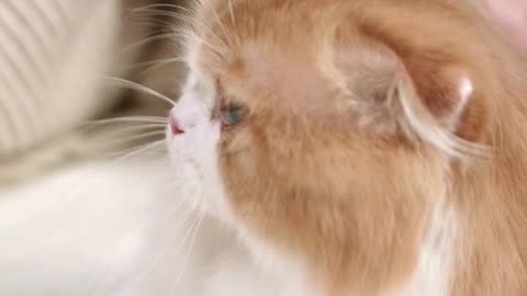 Cat cut video