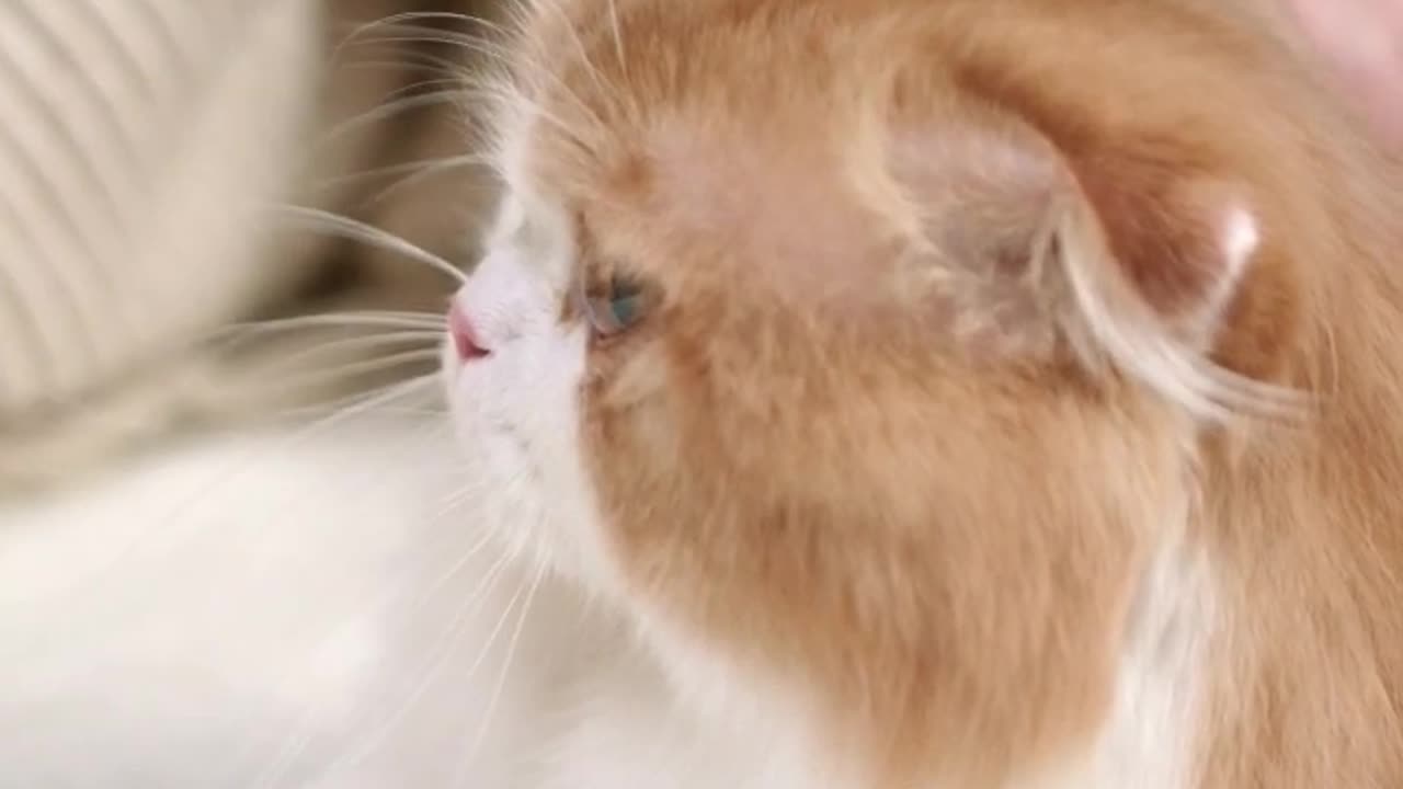 Cat cut video