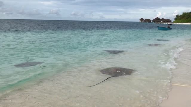 A flock of stingrays on the beach...