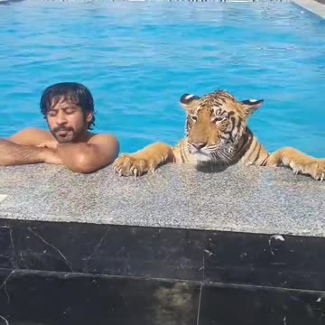 Guy with his lion swimming together