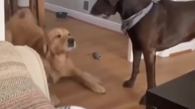 Dogs friendship