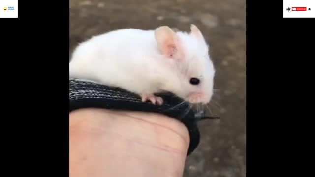 funny and cute hamsters