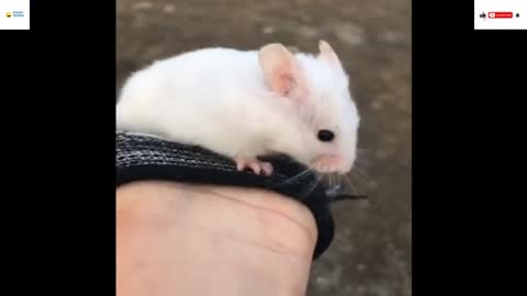 funny and cute hamsters