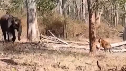 Crazy Tiger and Other wild animal Chasing | Wild Animal Crazy Moment