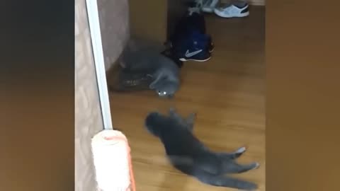 Funny animal videos|Cute animal videos |Funny dog&cat videos|Hilarious pet videos|funny video