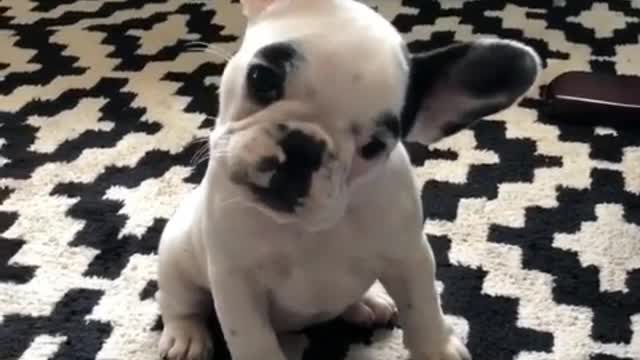 Funny Little Animals