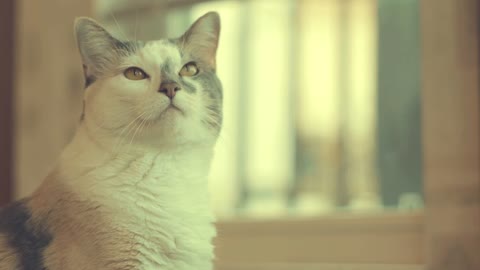 Cat's World