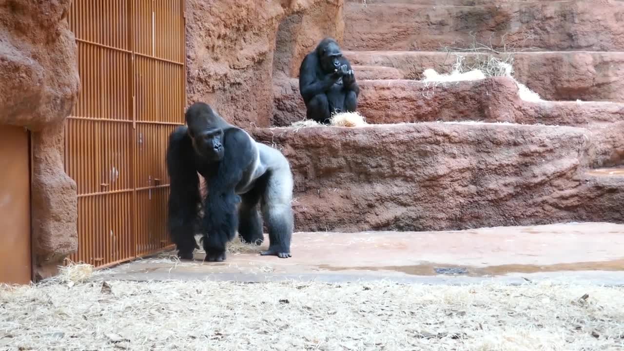 ZOO Prague - Gorillas - a small snack (November 2022)