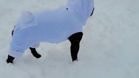 dog playing in the snow