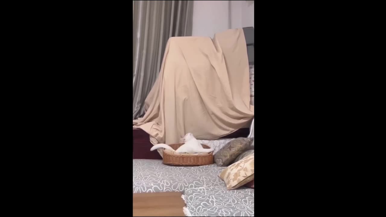 funny animal videos 2024