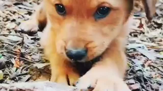 Teddy Babe