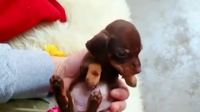 I just wanna pet you all day little one!