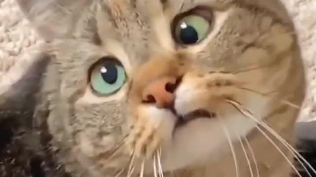 Funny cat