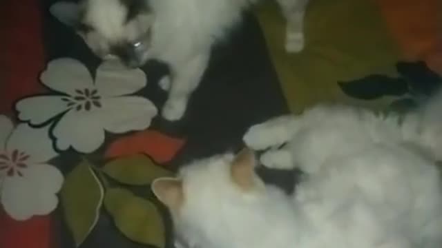 Les Superchats du Catch 🤼_♂️ ! Funny video