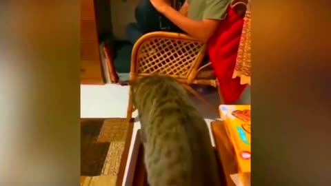 New Funny Animals Video 2023 | Funniest Cats and Dogs Videos | New Funny Video Of Cat And Dogs #196