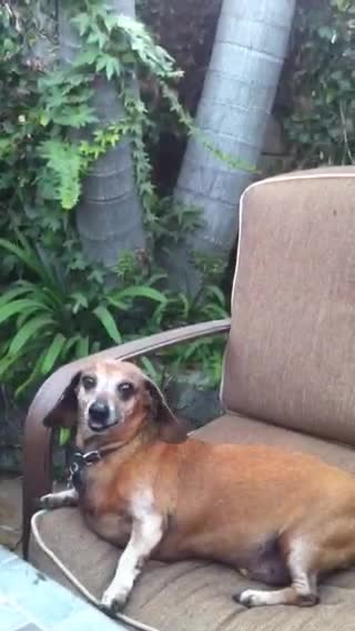 Old Dachshund Begs For Food And Wine At Dinner Party