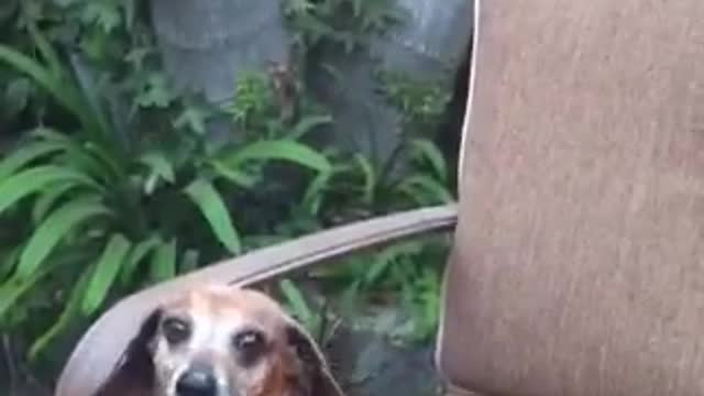 Old Dachshund Begs For Food And Wine At Dinner Party