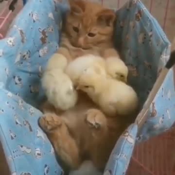 a cat that takes care of the chicks